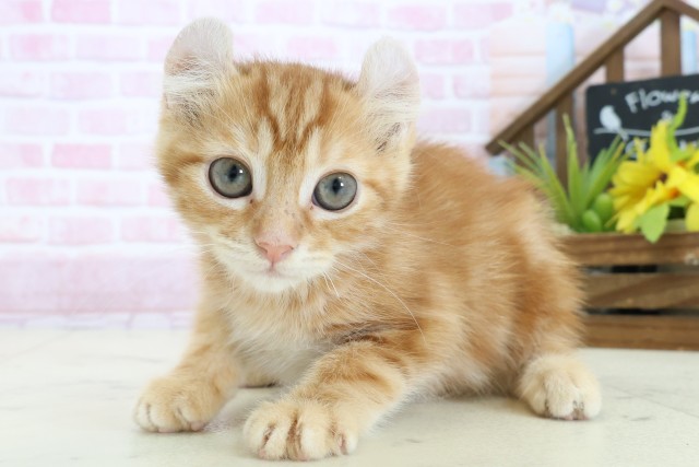 沖縄県のアメリカンカール (Coo&RIKUイーアス沖縄豊崎店/2025年9月26日生まれ/男の子/レッドタビー)の子猫の3枚目の画像