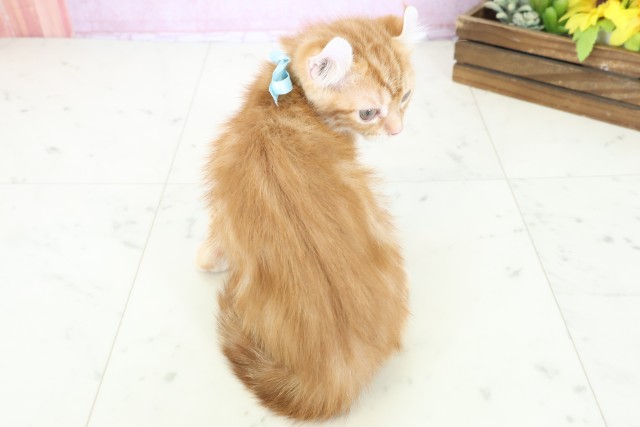 沖縄県のアメリカンカール (Coo&RIKUイーアス沖縄豊崎店/2025年9月26日生まれ/男の子/レッドタビー)の子猫の4枚目の画像