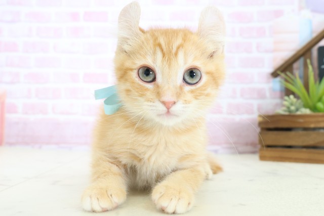 広島県のアメリカンカール (Coo&RIKUゆめタウン大竹店/2025年9月26日生まれ/男の子/レッドタビー)の子猫の1枚目の画像