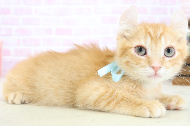 広島県のアメリカンカール (Coo&RIKUゆめタウン大竹店/2025年9月26日生まれ/男の子/レッドタビー)の子猫の2枚目の画像