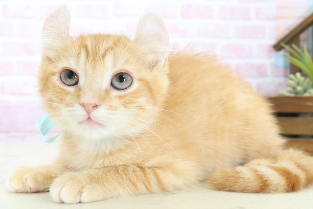 広島県のアメリカンカール (Coo&RIKUゆめタウン大竹店/2025年9月26日生まれ/男の子/レッドタビー)の子猫の3枚目の画像