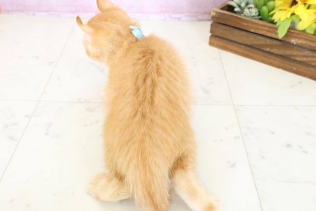 広島県のアメリカンカール (Coo&RIKUゆめタウン大竹店/2025年9月26日生まれ/男の子/レッドタビー)の子猫の4枚目の画像