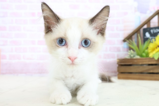 岡山県のラグドール (Coo&RIKU岡山店/2025年10月15日生まれ/女の子/シールポイントバイカラー)の子猫の1枚目の画像