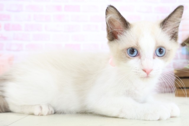 岡山県のラグドール (Coo&RIKU岡山店/2025年10月15日生まれ/女の子/シールポイントバイカラー)の子猫の2枚目の画像