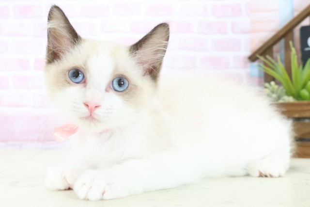 岡山県のラグドール (Coo&RIKU岡山店/2025年10月15日生まれ/女の子/シールポイントバイカラー)の子猫の3枚目の画像