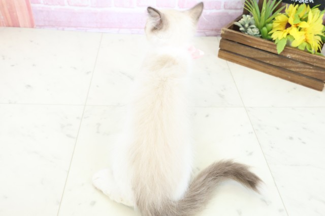 岡山県のラグドール (Coo&RIKU岡山店/2025年10月15日生まれ/女の子/シールポイントバイカラー)の子猫の4枚目の画像