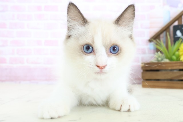 広島県のラグドール (Coo&RIKU福山店/2025年10月15日生まれ/女の子/シールポイントバイカラー)の子猫の1枚目の画像