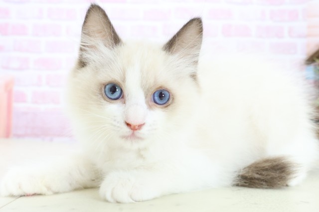 広島県のラグドール (Coo&RIKU福山店/2025年10月15日生まれ/女の子/シールポイントバイカラー)の子猫の3枚目の画像