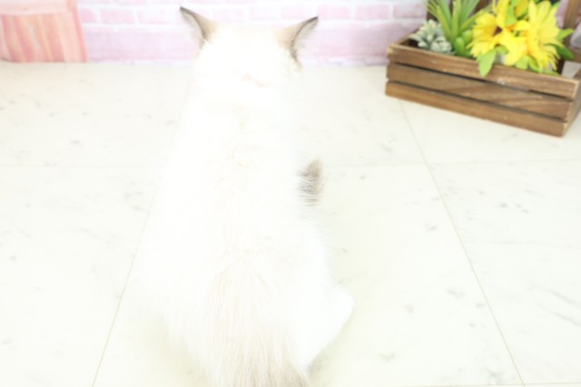 広島県のラグドール (Coo&RIKU福山店/2025年10月15日生まれ/女の子/シールポイントバイカラー)の子猫の4枚目の画像