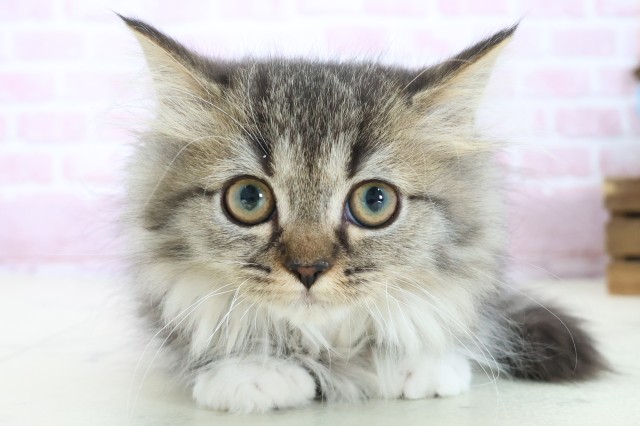 鹿児島県のミヌエット (Coo&RIKU霧島店/2025年9月30日生まれ/女の子/ブラウンタビーホワイト)の子猫の1枚目の画像