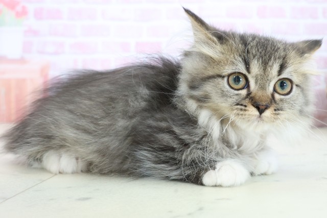 鹿児島県のミヌエット (Coo&RIKU霧島店/2025年9月30日生まれ/女の子/ブラウンタビーホワイト)の子猫の2枚目の画像