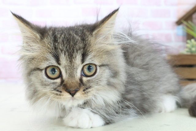 鹿児島県のミヌエット (Coo&RIKU霧島店/2025年9月30日生まれ/女の子/ブラウンタビーホワイト)の子猫の3枚目の画像