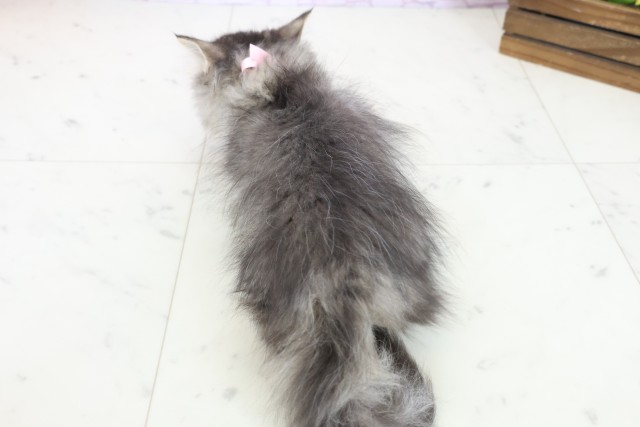 鹿児島県のミヌエット (Coo&RIKU霧島店/2025年9月30日生まれ/女の子/ブラウンタビーホワイト)の子猫の4枚目の画像