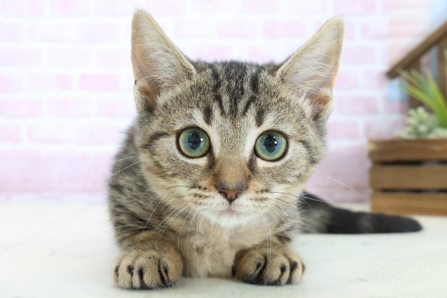 高知県のスクーカム(スクークム) (Coo&RIKU高知御座店/2025年9月13日生まれ/女の子/ブラウンタビー)の子猫の1枚目の画像