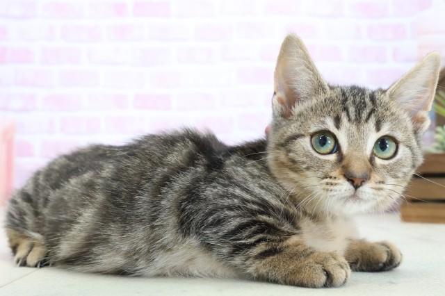 高知県のスクーカム(スクークム) (Coo&RIKU高知御座店/2025年9月13日生まれ/女の子/ブラウンタビー)の子猫の2枚目の画像