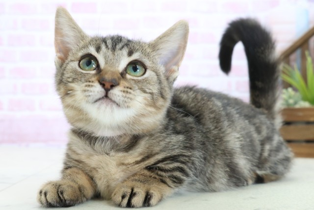 高知県のスクーカム(スクークム) (Coo&RIKU高知御座店/2025年9月13日生まれ/女の子/ブラウンタビー)の子猫の3枚目の画像