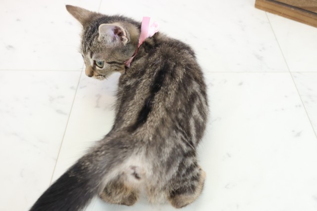 高知県のスクーカム(スクークム) (Coo&RIKU高知御座店/2025年9月13日生まれ/女の子/ブラウンタビー)の子猫の4枚目の画像