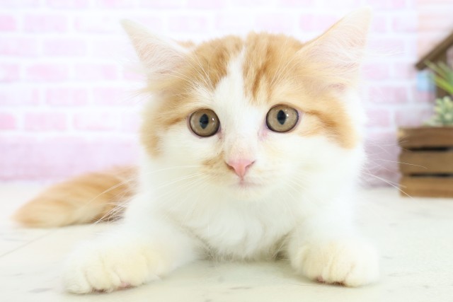 広島県のラガマフィン (Coo&RIKUゆめタウン大竹店/2025年10月8日生まれ/男の子/レッドタビーホワイト)の子猫