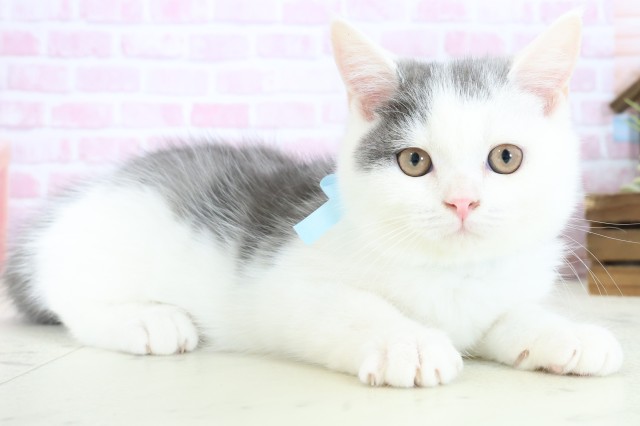 長崎県のブリティッシュショートヘアー (Coo&RIKU大村店/2025年10月3日生まれ/男の子/ブルーホワイト)の子猫の2枚目の画像