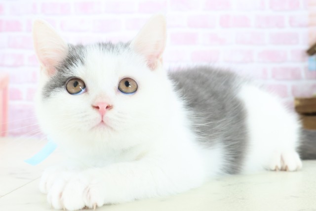 長崎県のブリティッシュショートヘアー (Coo&RIKU大村店/2025年10月3日生まれ/男の子/ブルーホワイト)の子猫の3枚目の画像