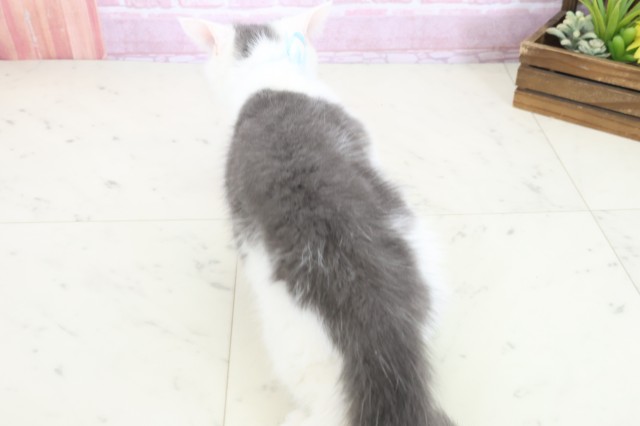 長崎県のブリティッシュショートヘアー (Coo&RIKU大村店/2025年10月3日生まれ/男の子/ブルーホワイト)の子猫の4枚目の画像