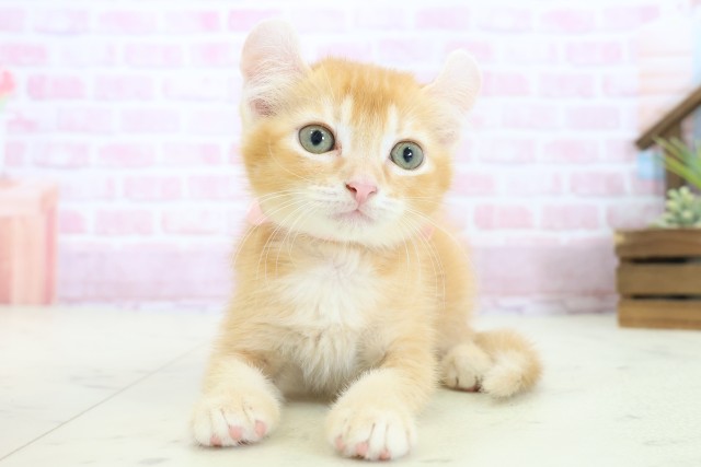 広島県のアメリカンカール (Coo&RIKU東広島店/2025年10月22日生まれ/女の子/レッドタビー)の子猫の1枚目の画像