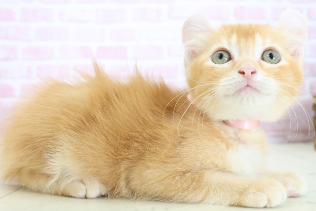 広島県のアメリカンカール (Coo&RIKU東広島店/2025年10月22日生まれ/女の子/レッドタビー)の子猫の2枚目の画像