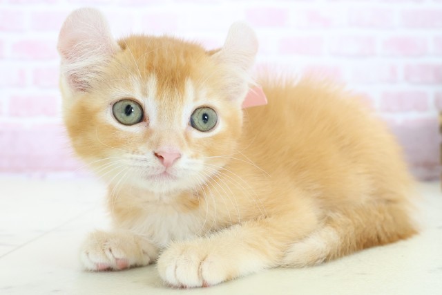 広島県のアメリカンカール (Coo&RIKU東広島店/2025年10月22日生まれ/女の子/レッドタビー)の子猫の3枚目の画像