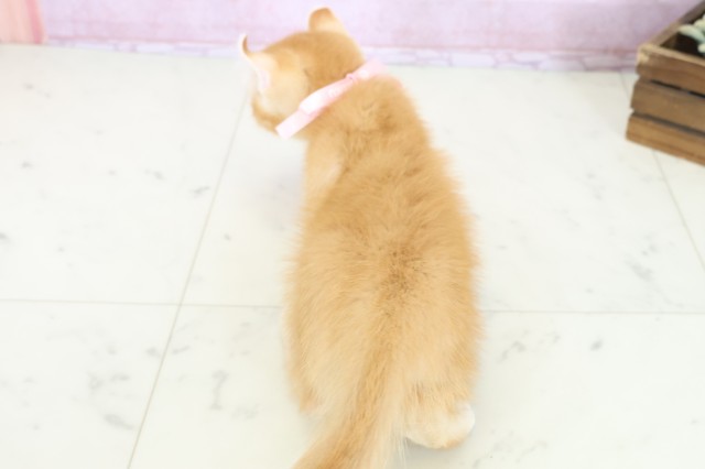 広島県のアメリカンカール (Coo&RIKU東広島店/2025年10月22日生まれ/女の子/レッドタビー)の子猫の4枚目の画像