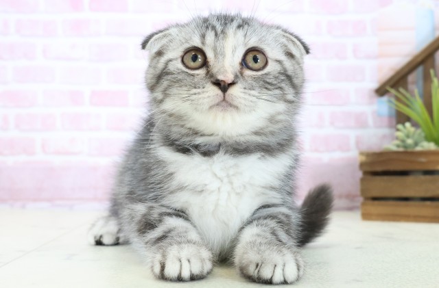 福岡県のスコティッシュフォールド (Coo&RIKU筑後店/2025年10月10日生まれ/女の子/シルバーパッチドタビー)の子猫の1枚目の画像