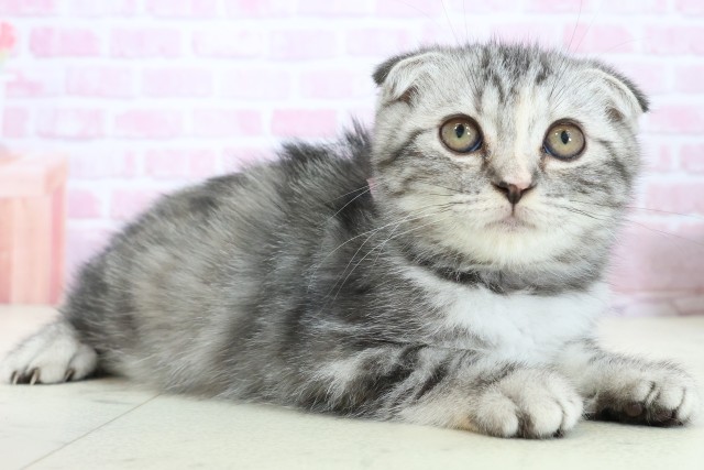 福岡県のスコティッシュフォールド (Coo&RIKU筑後店/2025年10月10日生まれ/女の子/シルバーパッチドタビー)の子猫の2枚目の画像