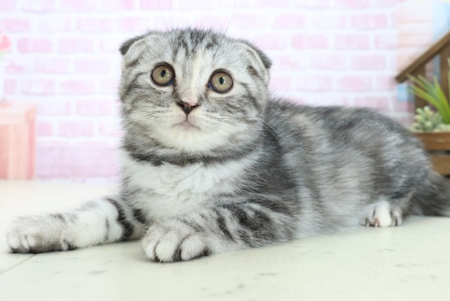 福岡県のスコティッシュフォールド (Coo&RIKU筑後店/2025年10月10日生まれ/女の子/シルバーパッチドタビー)の子猫の3枚目の画像