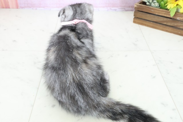 福岡県のスコティッシュフォールド (Coo&RIKU筑後店/2025年10月10日生まれ/女の子/シルバーパッチドタビー)の子猫の4枚目の画像