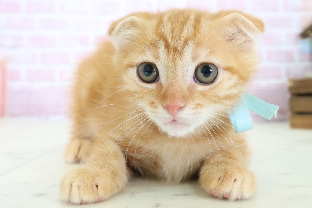 スコティッシュフォールド