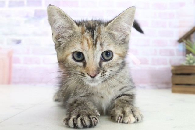 スコティッシュフォールド（立ち耳）