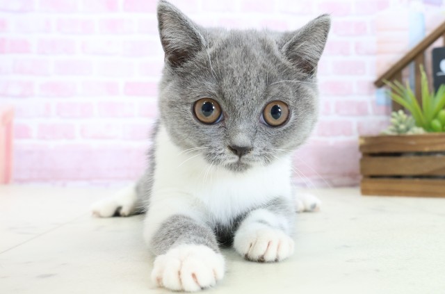 ブリティッシュショートヘアー