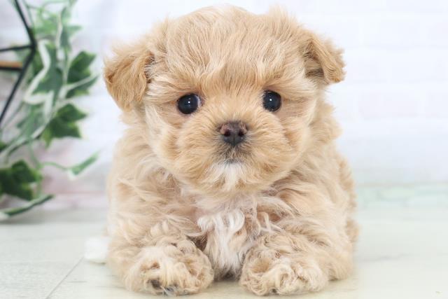 福岡県のマルプー(マルチーズ×プードル) (Coo&RIKUゆめタウン飯塚店/2025年11月1日生まれ/女の子/クリーム)の子犬の1枚目の画像