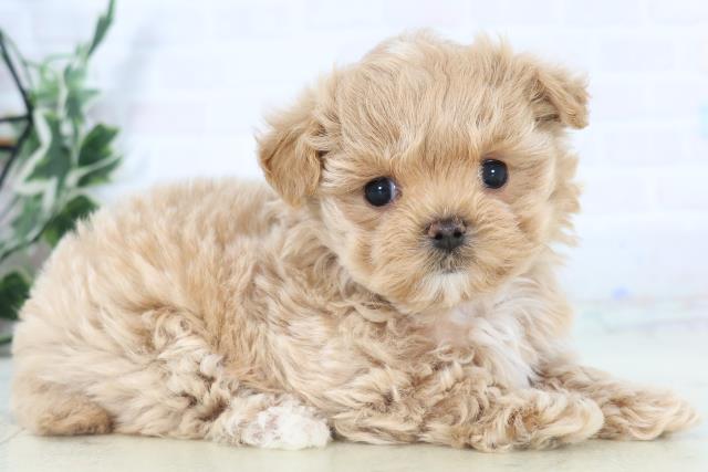 福岡県のマルプー(マルチーズ×プードル) (Coo&RIKUゆめタウン飯塚店/2025年11月1日生まれ/女の子/クリーム)の子犬の2枚目の画像