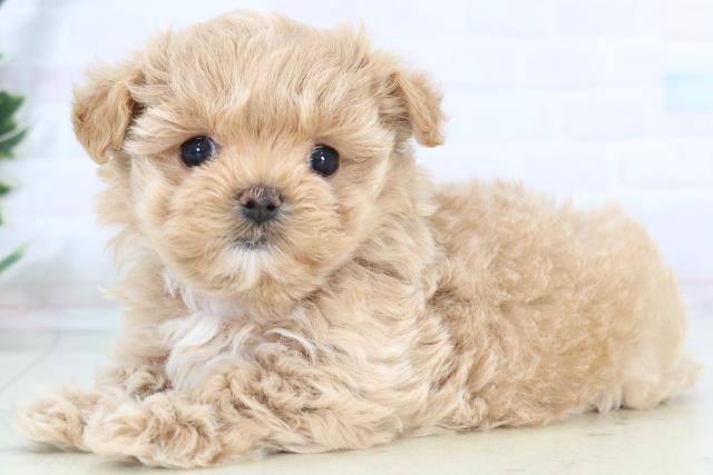 福岡県のマルプー(マルチーズ×プードル) (Coo&RIKUゆめタウン飯塚店/2025年11月1日生まれ/女の子/クリーム)の子犬の3枚目の画像