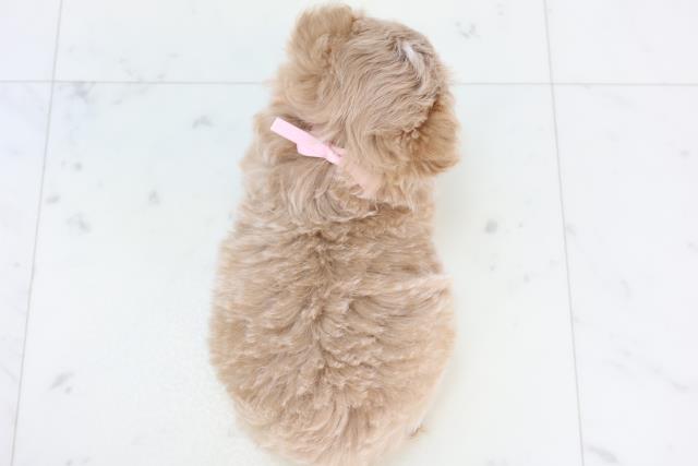 福岡県のマルプー(マルチーズ×プードル) (Coo&RIKUゆめタウン飯塚店/2025年11月1日生まれ/女の子/クリーム)の子犬の4枚目の画像