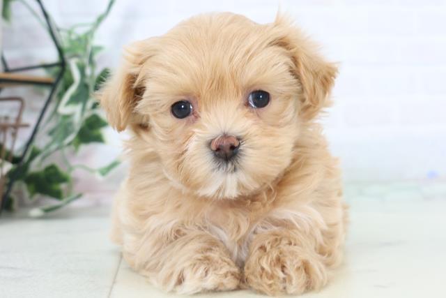 福岡県のマルプー(マルチーズ×プードル) (Coo&RIKUフォレストシティ春日店/2025年11月1日生まれ/女の子/クリーム)の子犬の1枚目の画像