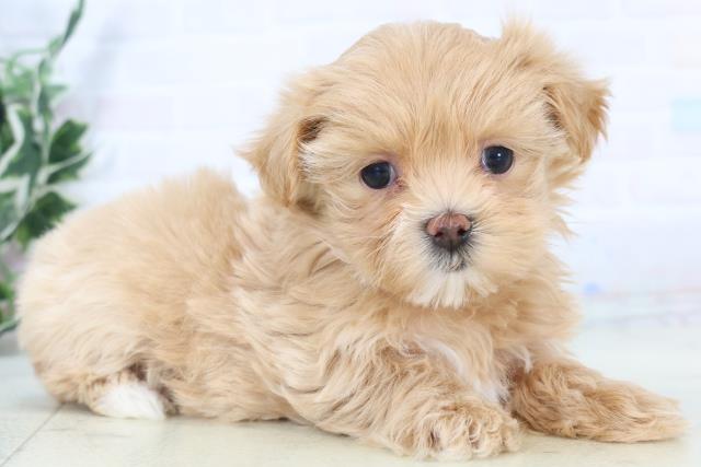 福岡県のマルプー(マルチーズ×プードル) (Coo&RIKUフォレストシティ春日店/2025年11月1日生まれ/女の子/クリーム)の子犬の2枚目の画像