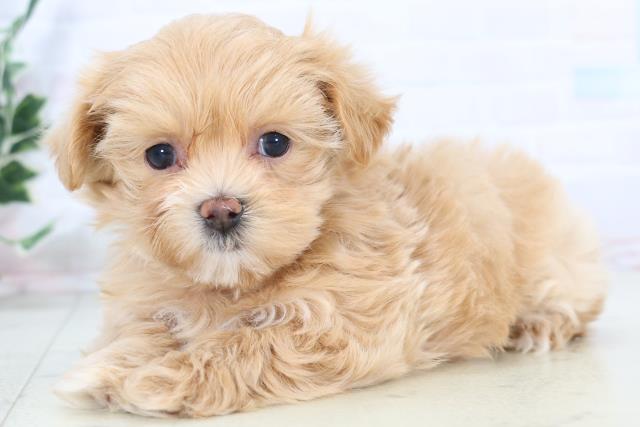 福岡県のマルプー(マルチーズ×プードル) (Coo&RIKUフォレストシティ春日店/2025年11月1日生まれ/女の子/クリーム)の子犬の3枚目の画像