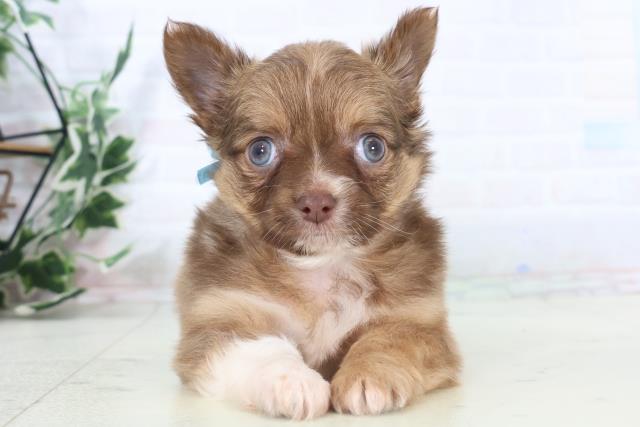 熊本県のチワワ(ロング) (Coo&RIKUカリーノ玉名店/2025年11月1日生まれ/男の子/チョコレートフォーンホワイト)の子犬の1枚目の画像