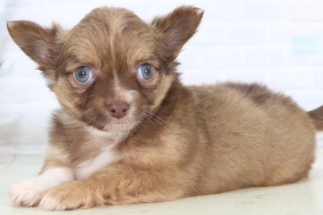 熊本県のチワワ(ロング) (Coo&RIKUカリーノ玉名店/2025年11月1日生まれ/男の子/チョコレートフォーンホワイト)の子犬の3枚目の画像