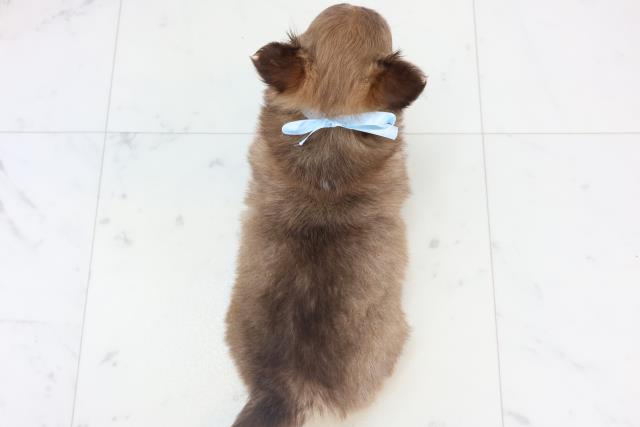 熊本県のチワワ(ロング) (Coo&RIKUカリーノ玉名店/2025年11月1日生まれ/男の子/チョコレートフォーンホワイト)の子犬の4枚目の画像