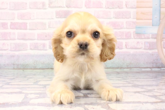 滋賀県のアメリカンコッカースパニエル (Coo&RIKU長浜店/2025年11月2日生まれ/女の子/バフ)の子犬