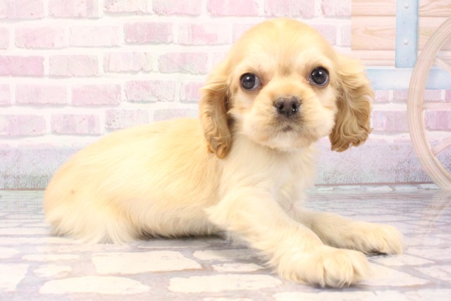 滋賀県のアメリカンコッカースパニエル (Coo&RIKU長浜店/2025年11月2日生まれ/女の子/バフ)の子犬の2枚目の画像