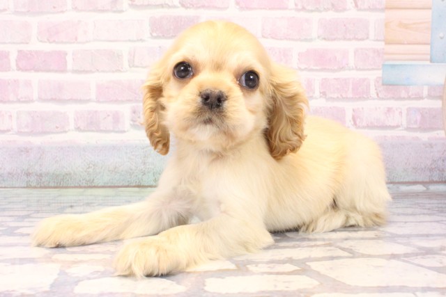 滋賀県のアメリカンコッカースパニエル (Coo&RIKU長浜店/2025年11月2日生まれ/女の子/バフ)の子犬の3枚目の画像