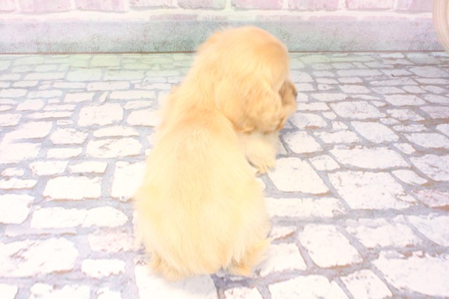 滋賀県のアメリカンコッカースパニエル (Coo&RIKU長浜店/2025年11月2日生まれ/女の子/バフ)の子犬の4枚目の画像